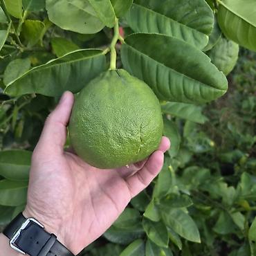 limon ağacı: Meyvəli sitrus ağacı – qabda yetişdirilən limon/bergamot tipli sort - — 5