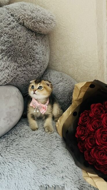 Pişiklər: Dişi — 22