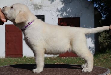 Psi: Predstavljamo vam naše novo žuto leglo! M: BLUE MOON ASTORELA ( — 9