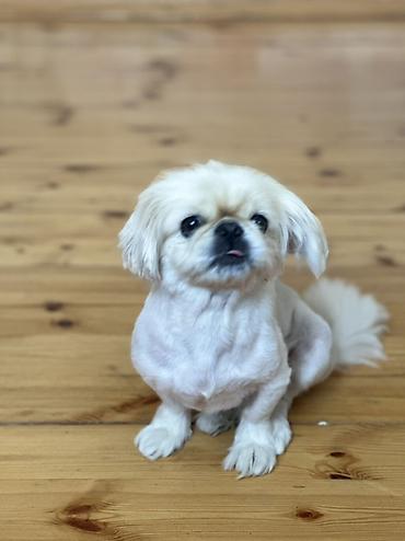 balonka it satilir: Pekines, 4 il, Dişi, Pulsuz çatdırılma, Ünvandan götürmə — 2