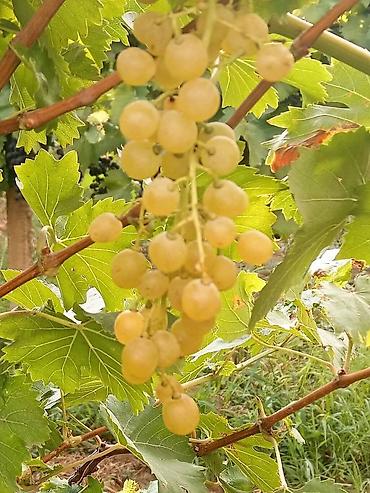 Meyvə və giləmeyvə: Məhsul: Avatar kişmişi (uzun, barmaq formalı qara üzüm sortu) - — 20