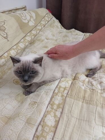 хочу купить кошку: Более 5 лет, Девочка, Приучена к лотку