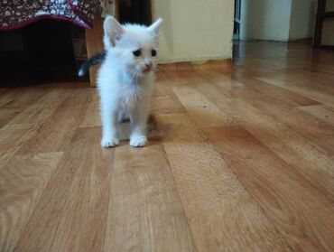 в добрые руки котята: 1 месяц, Девочка