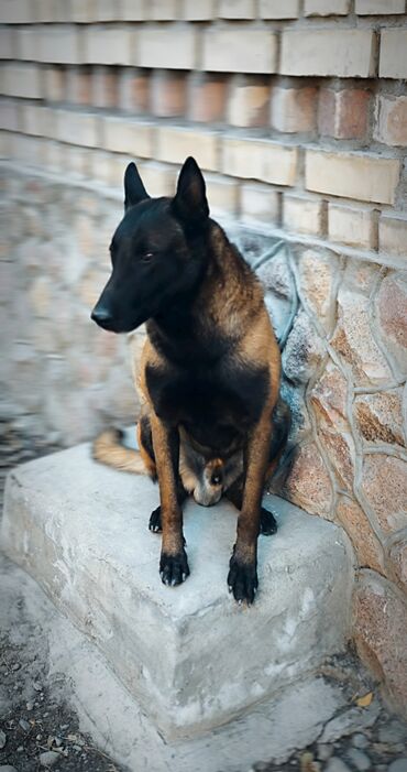 Вязка собак: Вязка: Бельгийская овчарка, Самец, 3 года, С прививкой, С родословной — 2
