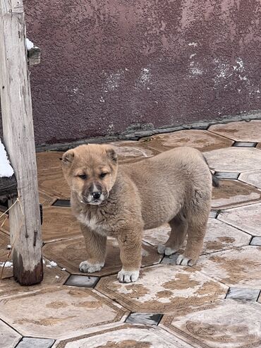 Продажа собак: Алабай, 1 месяц, Самец