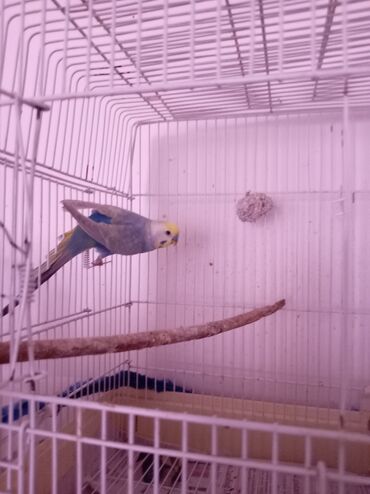 Rainbov erkək 1 illik cütə hazr aktiv quşdu, real alıcı buyurub əlaqə