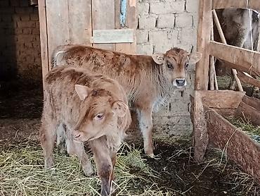 Коровы, быки: Продаю | Бык (самец) | Для разведения | Племенные — 1