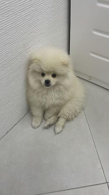 spitz it: Şpitz — 1