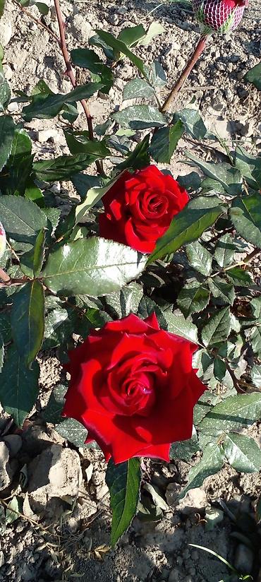 Другие товары для дома: Саженцы роз оптом — 16