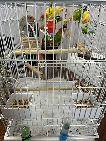 клетка для кроликов купить: Satılır – Sağlam və aktivdir Quşlar baxımlıdır, oynaqdır və ev — 4