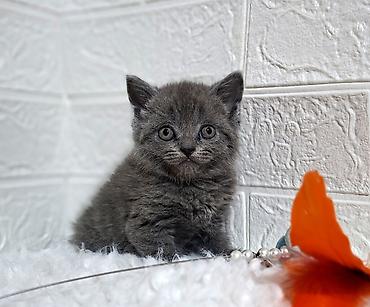 Продажа кошек: Продаётся шотландская девочкаскоттиш-страйт,окрас голубой,возраст at lalafo.kg — 9 Продажа кошек: Продаётся шотландская девочкаскоттиш-страйт,окрас голубой,возраст — 9