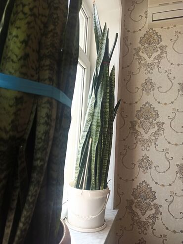Otaq bitkiləri: Satılır: ev otaq gülləri kolleksiyası - Sansevieriya (Qaynanadili) – — 2