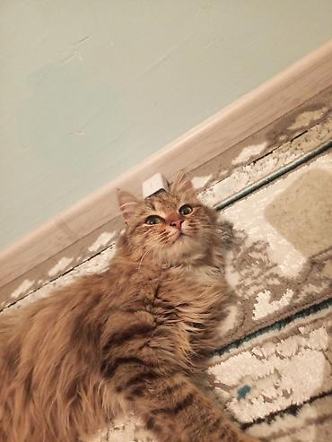 Продажа кошек: Пушистые котята Особенности: - Окрас: дымчато‑черный, тигровый табби и — 13