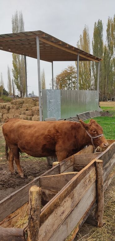 сколько стоит щенок сиба ину: Продаю | Корова (самка) | На откорм