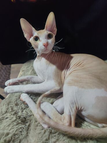 кошка сфинкс с шерстью: Кошка даром: Донской сфинкс, 9 месяцев, Девочка, Приучена к лотку, Проглистована
