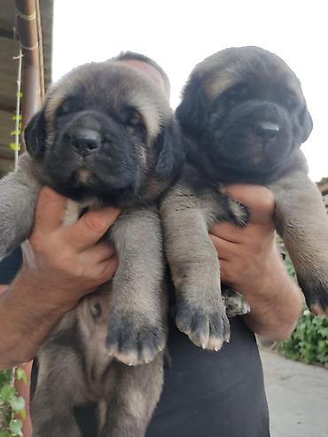 kangal satilik: Kanqal, 1 ay, Erkək — 1