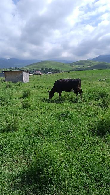 Продажа участков: 5 соток, Для строительства — 4