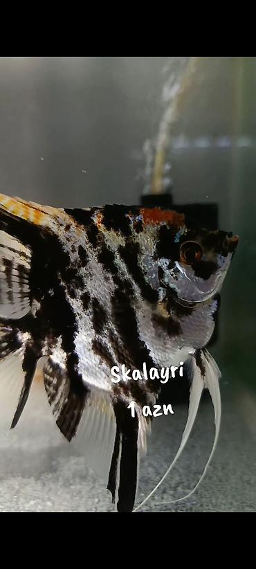 akvarium qiymetleri: Skalayri balıqı 
2 sm, 2,5 sm. 1 azn
WhatsApp YAZIN!!! — 1