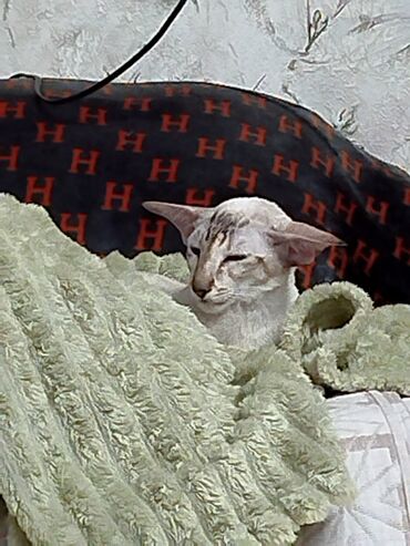 Продажа кошек: Ориентальная, 2 года, Девочка, Белый, Кастрирована, Приучена к лотку, Проглистована — 18