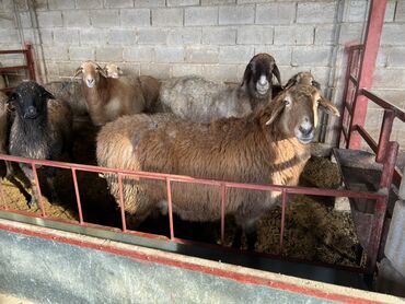 Бараны, овцы: Продаю | Овца (самка) | На забой | Матка, Ярка — 1