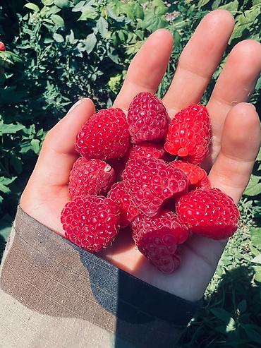 Фрукты и ягоды: Саженцы малины мапема полонез принимаю заказы на саженцы Малина — 15