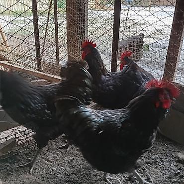 Куры, петухи: Продаю | Куры | Для разведения at lalafo.kg — 14 Куры, петухи: Продаю | Куры | Для разведения — 14