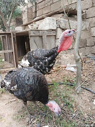 Животные: Bir erkek bir diwi. 5 ayliq tam saqlam heyvanlardi. Cox yaxwi weraitde — 1
