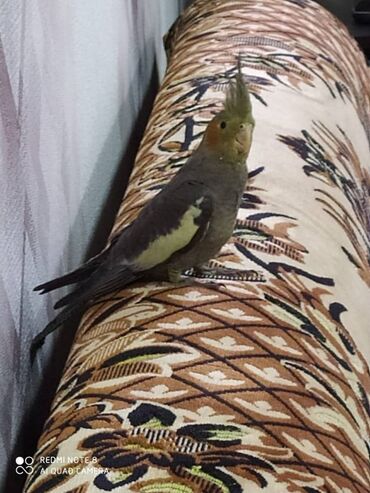 Tutuquşları: Diqqet quslarin altinin ve yerinin temizliyine fikir verin — 12