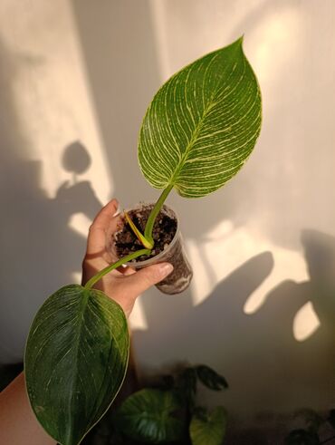 Эпипремнумы и сциндапсусы: Продаю. детки, черенки комнатных растений по 100 сом. Сциндапсус-пакет — 5
