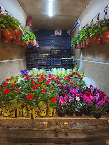 Buket güllər: Geran, sardunya, geranium, pelargonium, geran zonali topdan və — 9