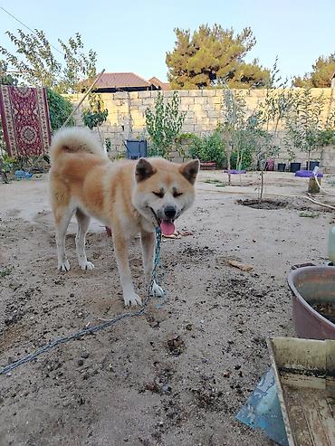Akita-inu, Erkək, Ünvandan götürmə