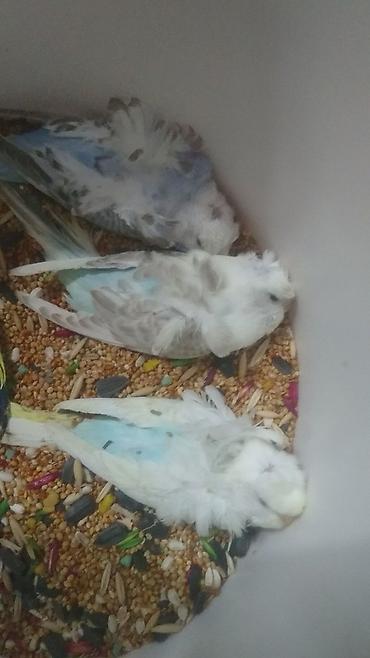 Tutuquşları: Bir ədədi -100-azn 150 azn aq rəydə olanlar qiymət fərqli hazır -da lalafo.az — 12 Tutuquşları: Bir ədədi -100-azn 150 azn aq rəydə olanlar qiymət fərqli hazır — 12