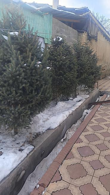 Ель: Ели/сосны для озеленения участка. Описание: - Живые хвойные деревья — 9