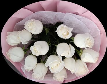 Розы: Голландский роза 15штук за 1500 окончательно рост 50см