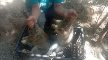 Dovşanlar: Üç ədəd qəşən dovşan satılır. Bu üçünün qiymətidir — 2