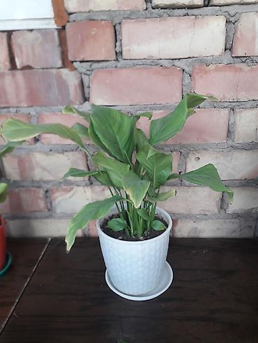Молочаи: Комнатные растения в горшках 1) Молочай Милла (Euphorbia milii — 4