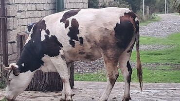 yerli inək: Dişi, Simental, il: 3, 550 kq, Damazlıq, Südlük