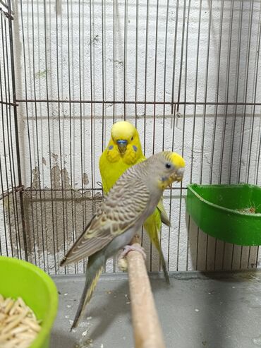 Tutuquşları: Cut papuqay qefes yuva ve 3 balasi. cemi 40 azn. Sumqayit