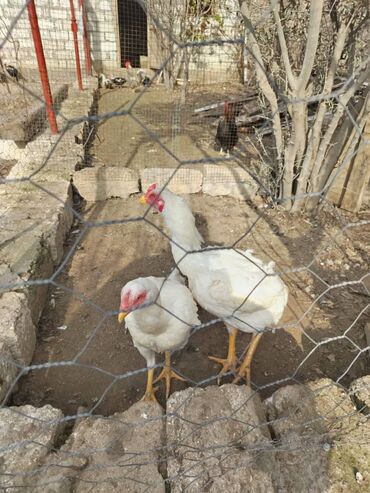 broiler toyuq satisi: Cütü 60 man tam saglam