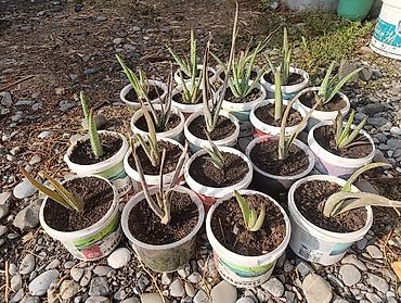 купить перлит: Алоэ вера (Aloe barbadensis) в горшках - Крупные взрослые розетки с — 8