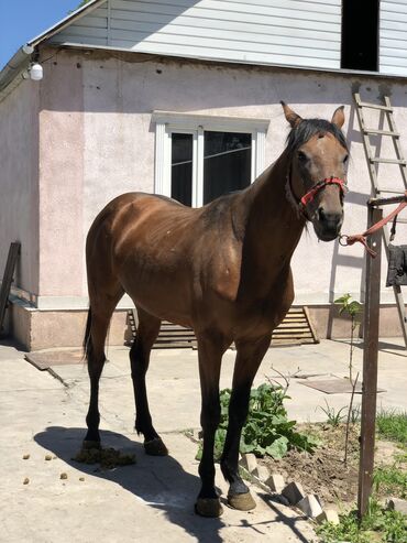 лошадь кыргызстан: Продаю | Конь (самец) | Для разведения, Конный спорт