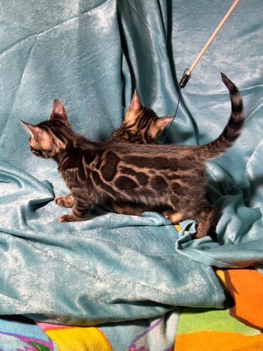 Продажа кошек: Бенгальская, 2 месяца, Девочка, Шоколадный, Приучена к лотку, Проглистована, С документами — 21