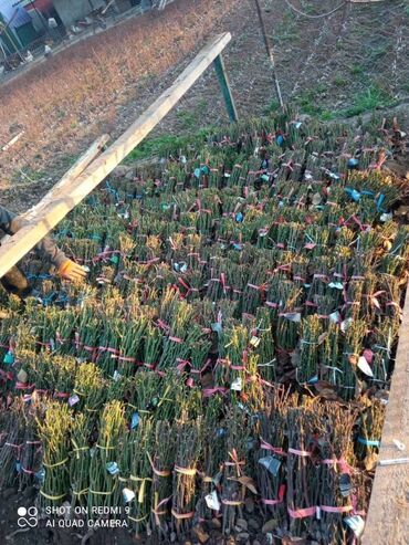 Садовые цветы и кустарники: Саженцы цветка: Розы, Самовывоз, Бесплатная доставка — 3