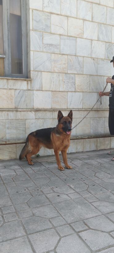 Gəmiricilər: Alman çoban iti, 1 il, Dişi