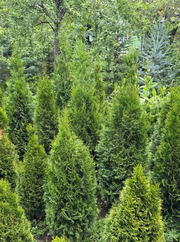 Декоративные цветы: 🌿 Сапаттуу көчөттөр Ноокаттан! Европадан алып келинип, өзүбүздүн — 4