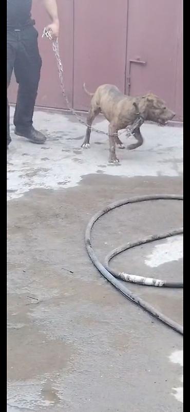 pitbul itlər: Pitbul, 10 ay, Dişi, Peyvəndli — 1
