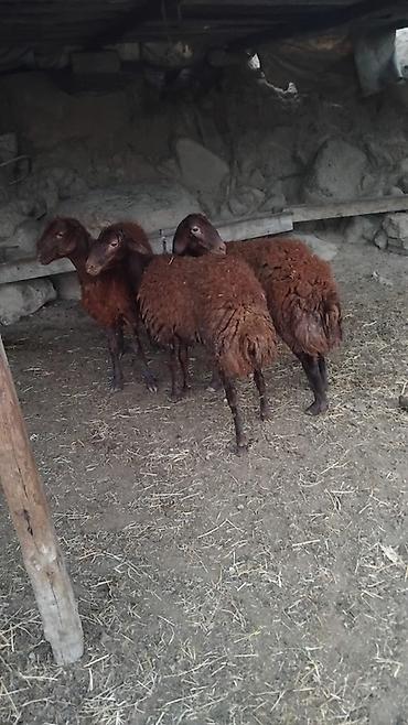 Qoyunlar, qoçlar: 2 erkək,1 dişi.Dişi öz erkəyini alıb.Real alıcıya cüzi endirim var — 3