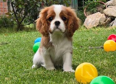 sampon od konjski opas: Cavalir king Charles spaniel štene vrhunskog kvaliteta Od