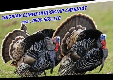 усыпление животных бишкек: Семиз индюктарга 🦃 заказ алабыз, союп даяр Бишкек шаарында