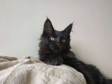 купить шотландского котенка в Азербайджан | Коты: Мейнкун (Meynkun) Предлагается к продаже котята мейнкуна от